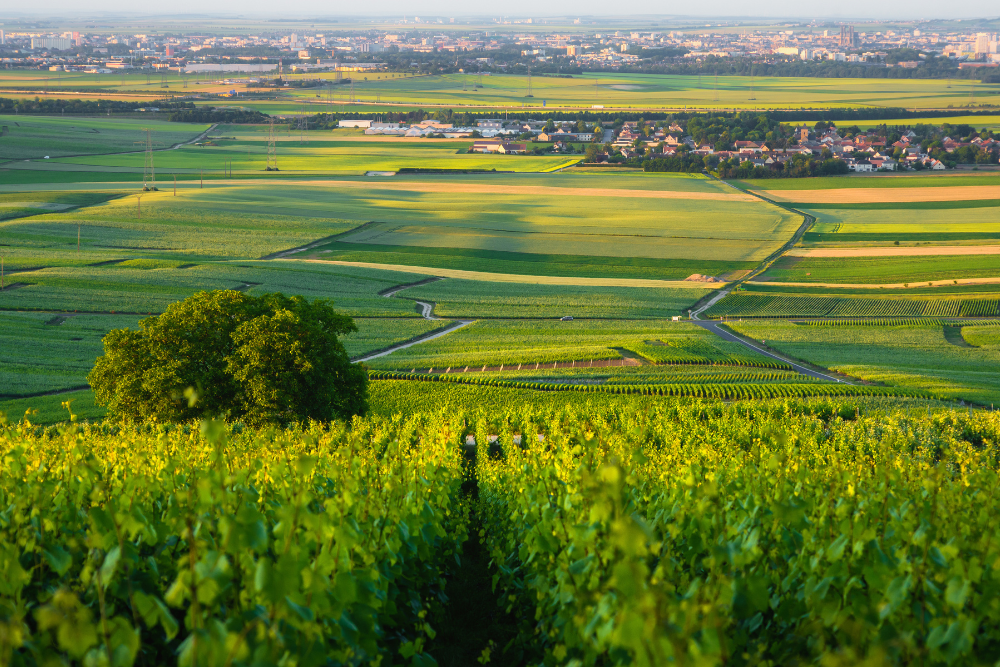 Vivre en Champagne comme un local depuis notre établissement - Hôtel Porte de Mars